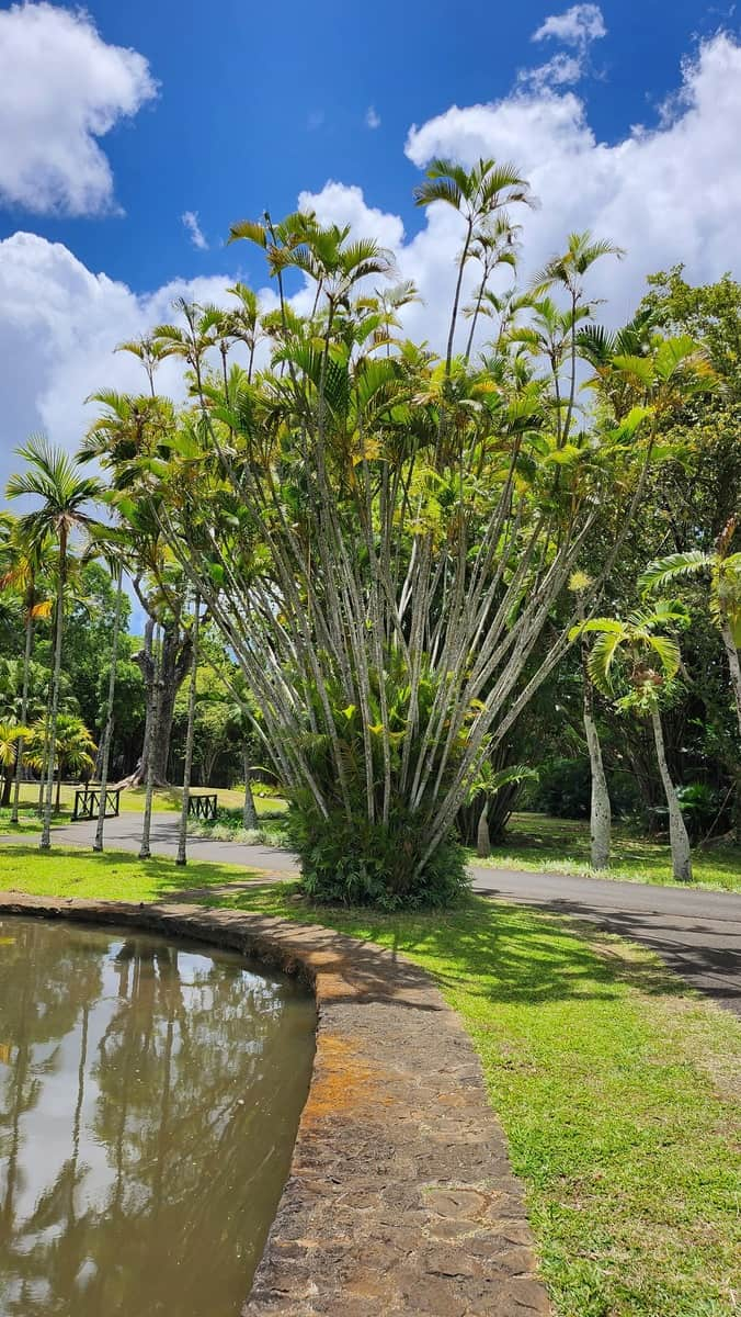 Jardin botanique de Pamplemousses