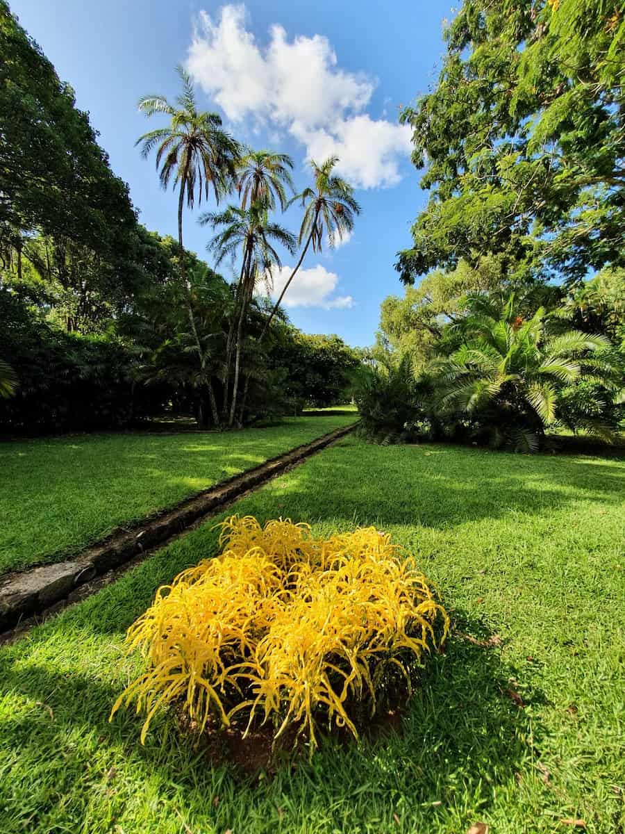 Jardin botanique de Pamplemousses