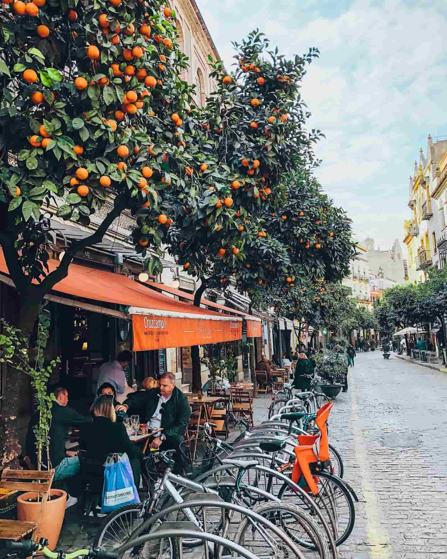 Streets lined with orange trees, Seville, Spain