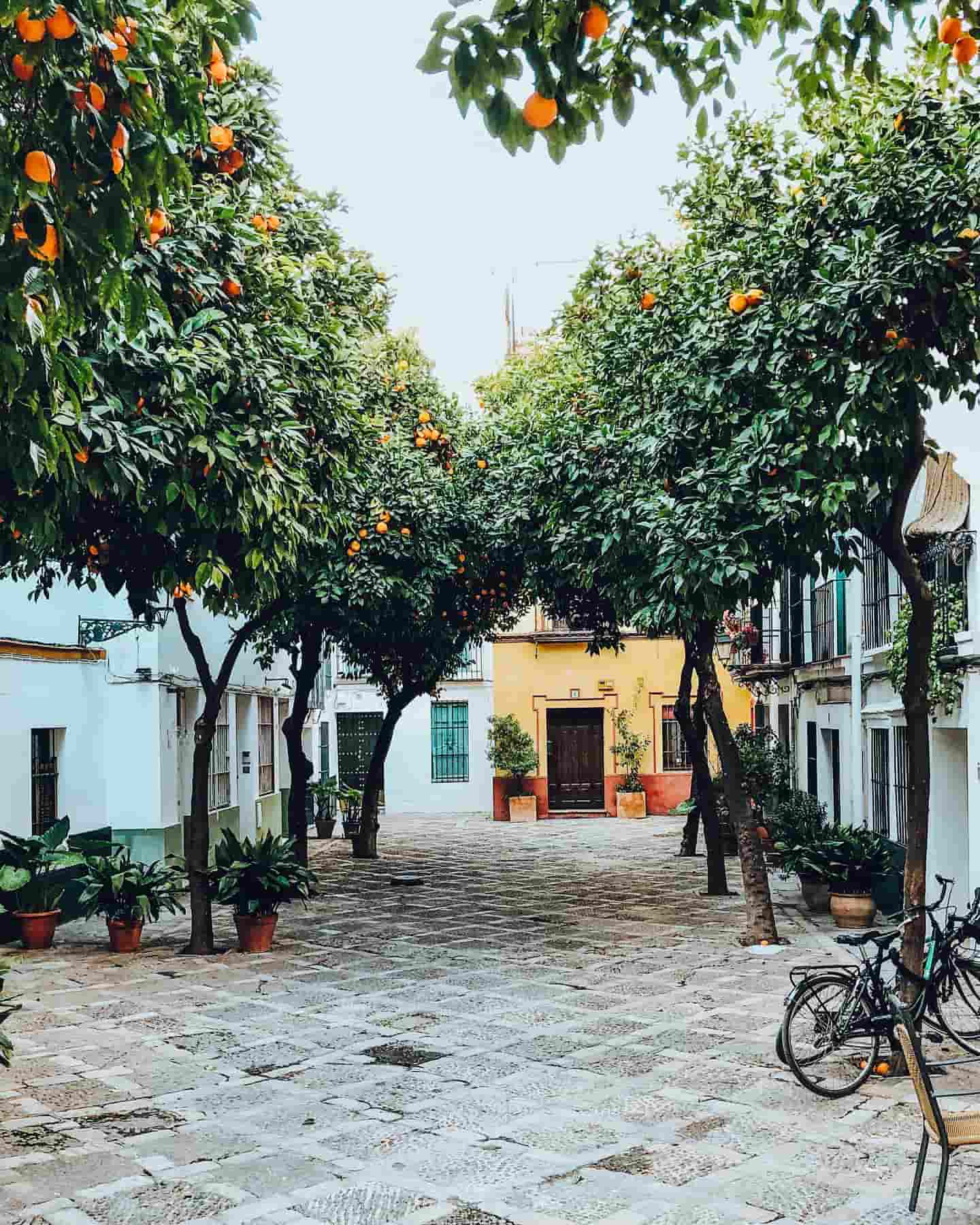 Streets lined with orange trees, Seville, Spain