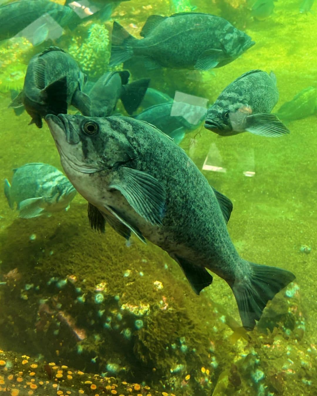 Seattle Aquarium