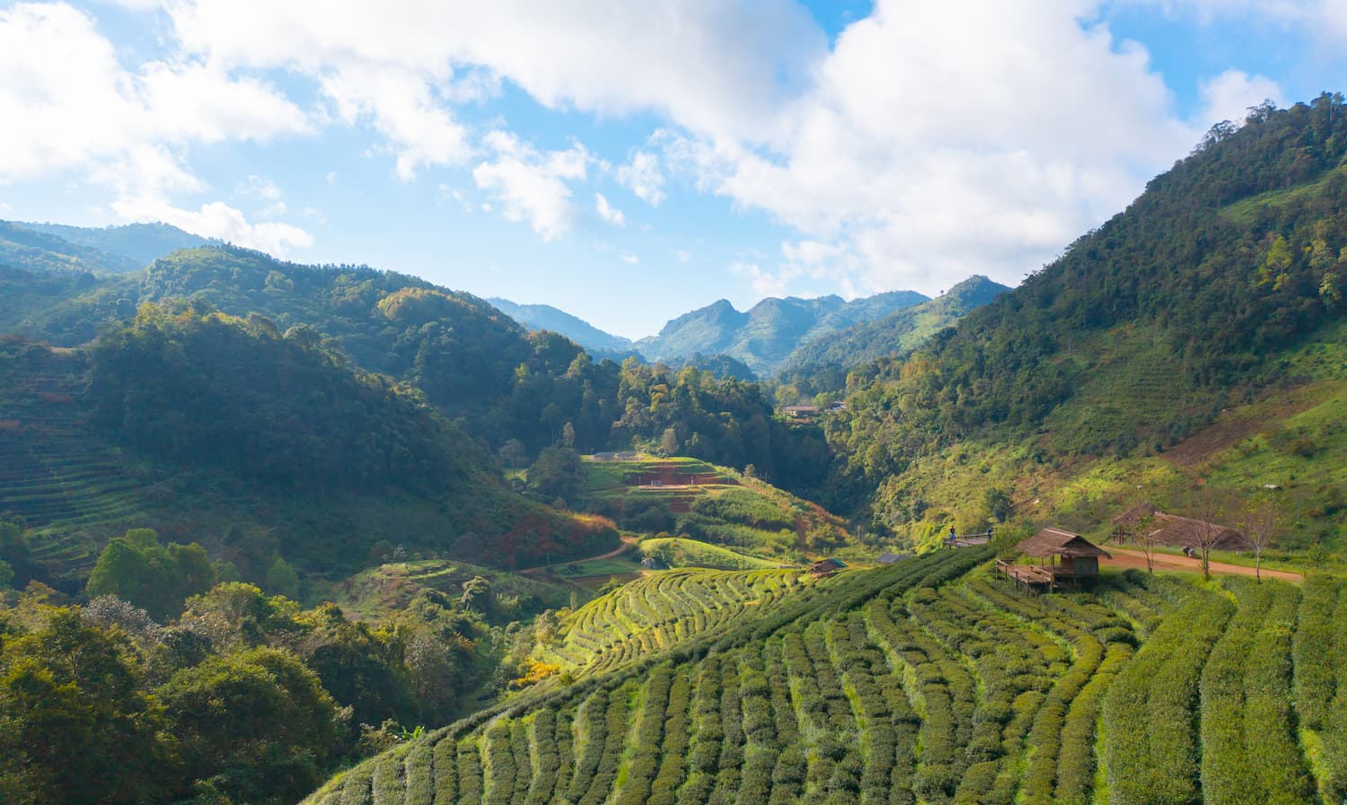 Cameron Highlands